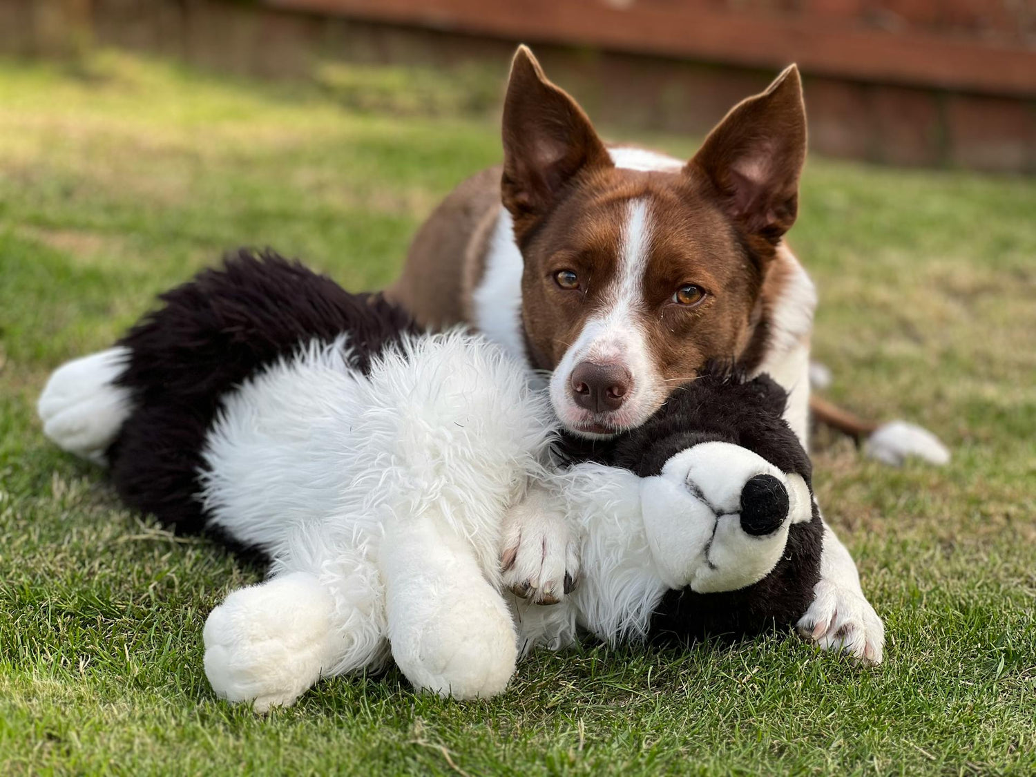 Pet Toys & Accessories