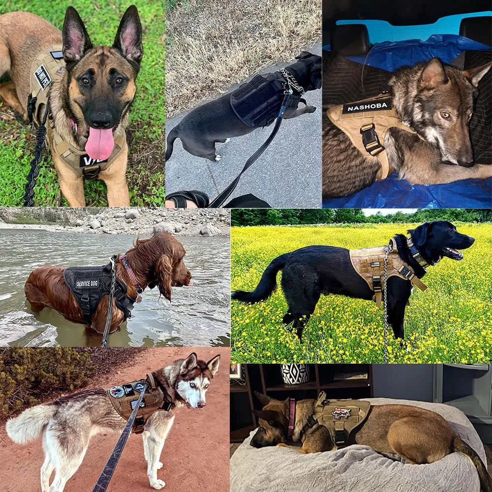 Dog Harness And Leash Set For Training Walks